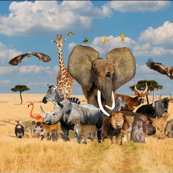 African Safari