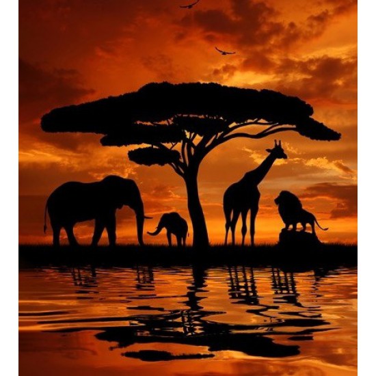 African Safari