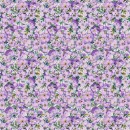 Violeta Col 111 Sept/Oct 26