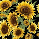 Flower Market Col. 101 Sunflowers
