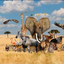 African Safari Colour 101 90cm Panel